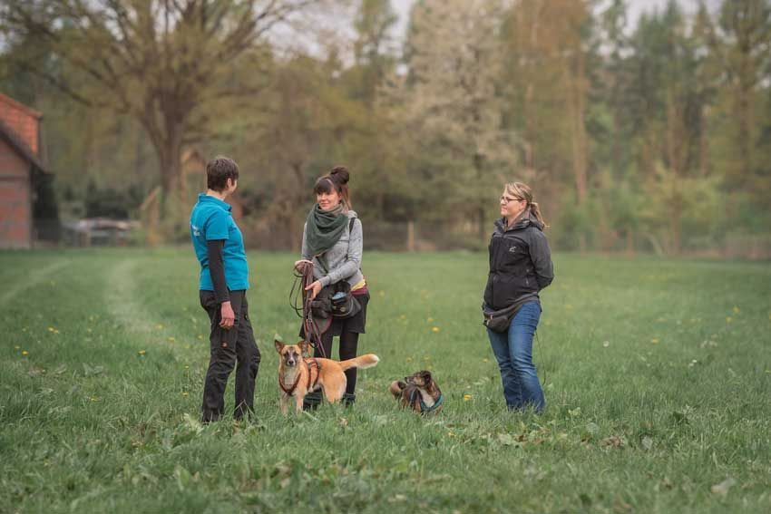 Workshop für Hundetrainer im Praxistraining mit mehreren Hunden und Teilnehmern