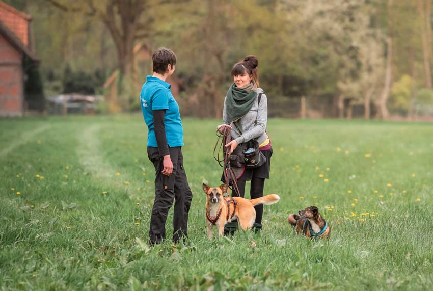 Hundetrainerin bespricht mit einer Kundin und ihren zwei Hunden das Training auf der Wiese