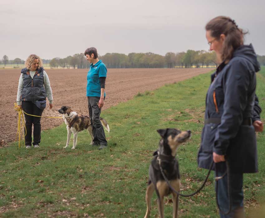 Gruppentraining Coaching und Weiterbildung für Hundetrainer in der Praxis souveränes Training im Alltag