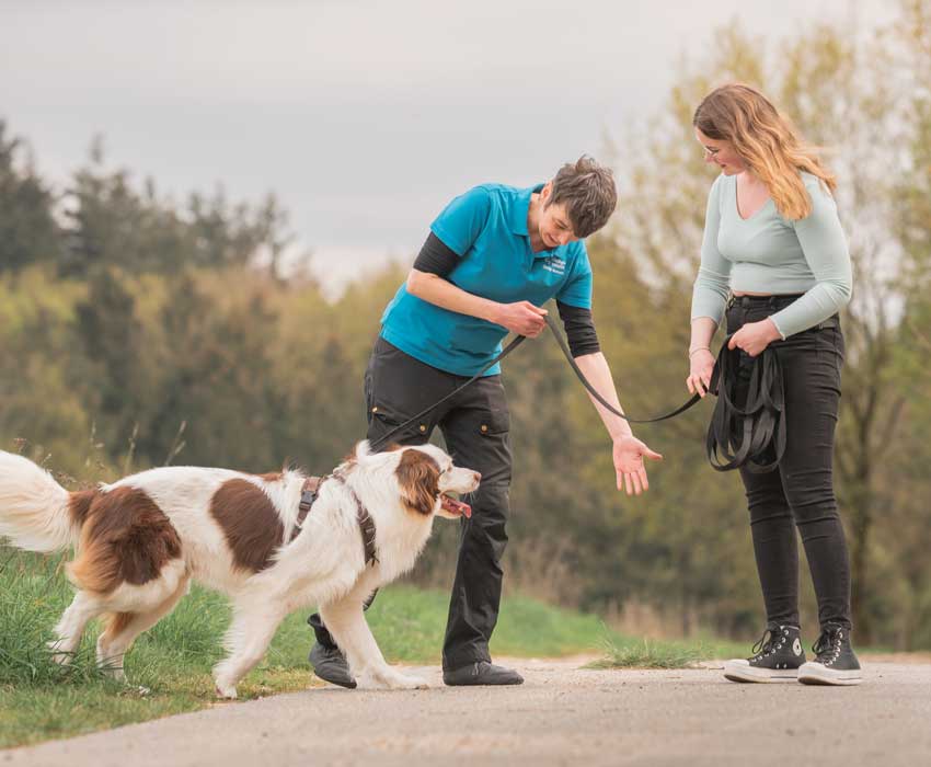 Workshop Locken im Hundetraining