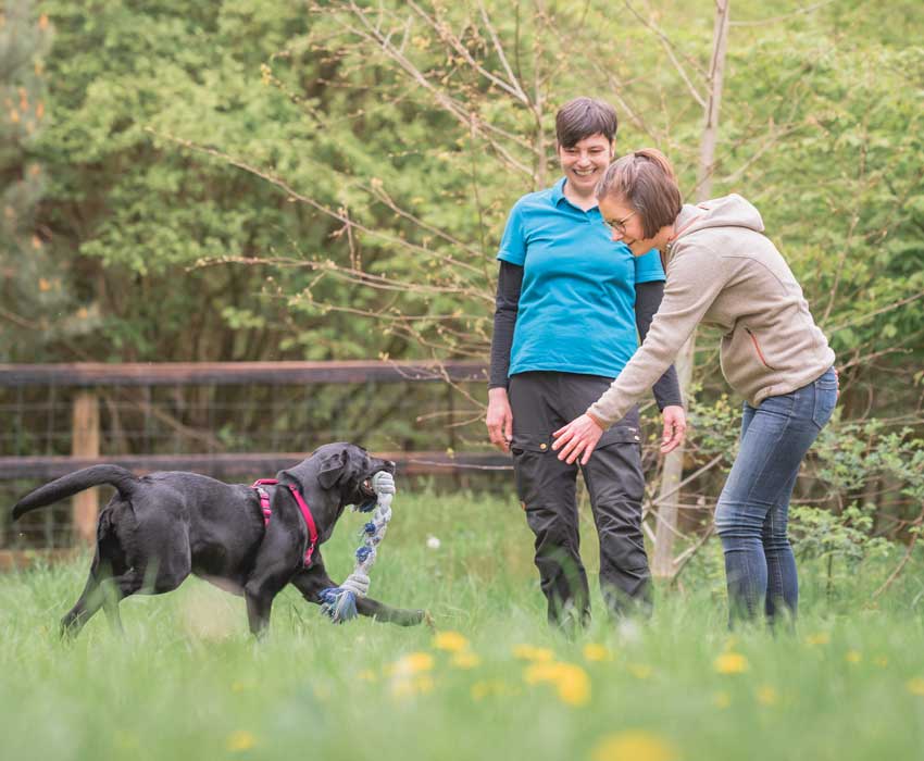Aha-Moment im Hundetraining: Hund bringt freudig sein Spielzeug, Halterin und Trainerin freuen sich