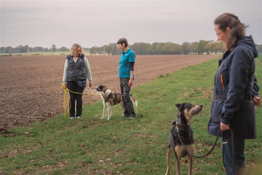 Hundetrainerin begleitet zwei Mensch-Hund-Teams beim Training am Feldrand