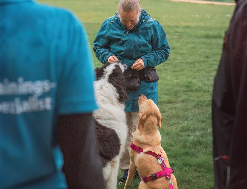 Locken im Hundetraining: Hunde orientieren sich an der Futterhand der Trainerin