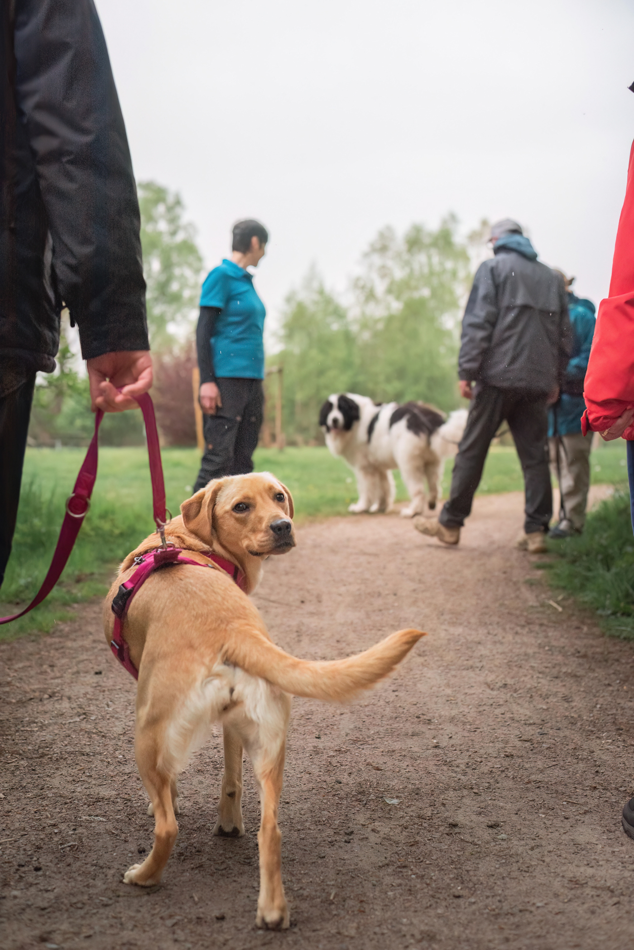 Praxiswerkstatt für Hundetrainer:innen in Visselhövede: Labrador an der Leine, dahinter Coach Christin Gotzen mit der Trainingsgruppe