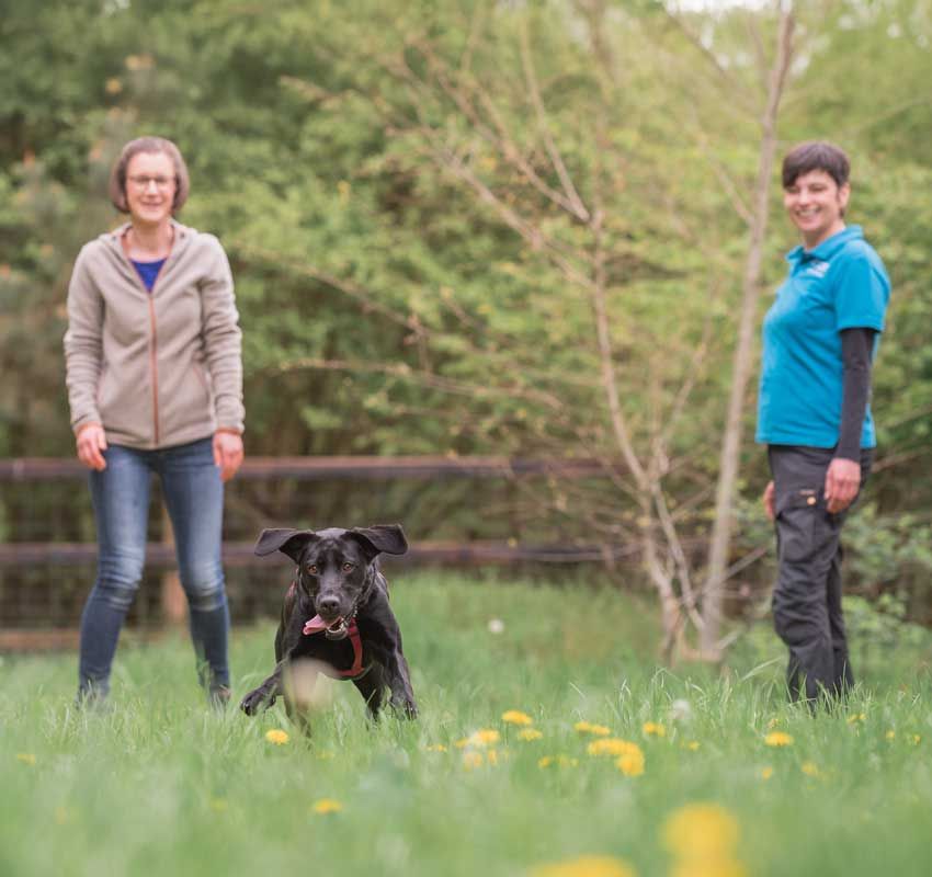 Hundetrainer Coaching und Weiterbildung für Hundetrainer in der Praxis Training mit Hund im Freien