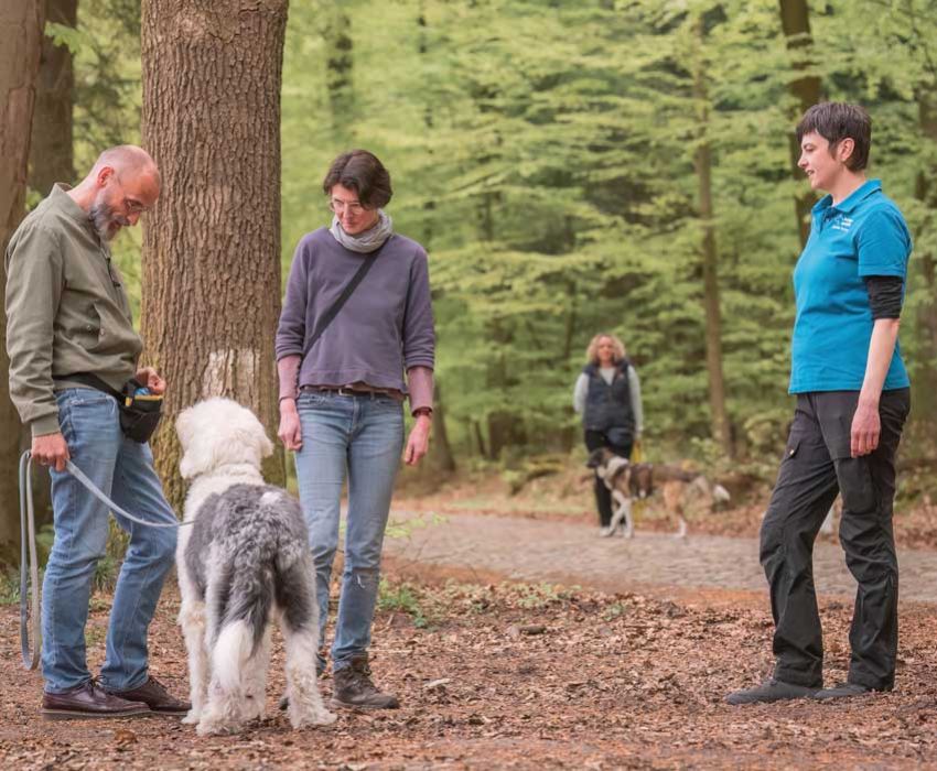 Supervision für Hundetrainer vor Ort Gruppentraining Coaching und Weiterbildung in der Praxis