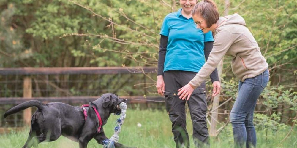 Dein Hundetrainer Coach - Seminare und Weiterbildung - Teaserbilder für Blogbeiträge 