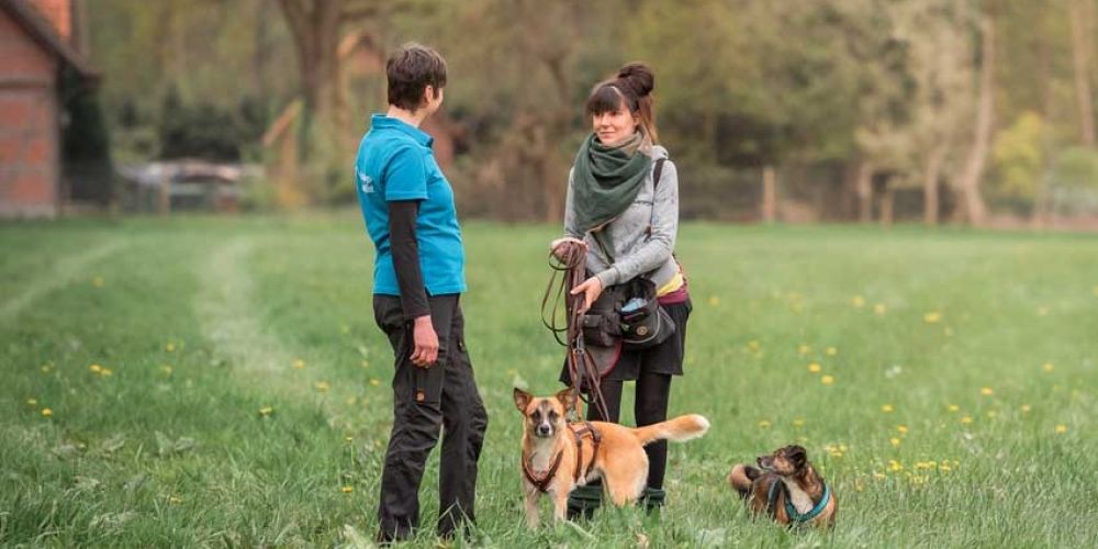 Dein Hundetrainer Coach - Seminare und Weiterbildung - Teaserbilder für Blogbeiträge 