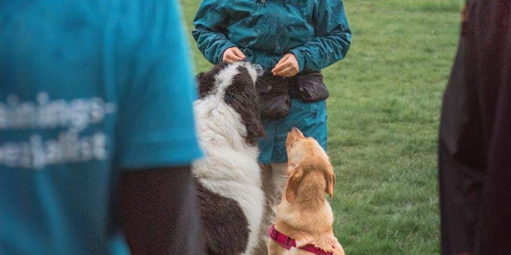 Dein Hundetrainer Coach - Seminare und Weiterbildung - Teaserbilder für Blogbeiträge 