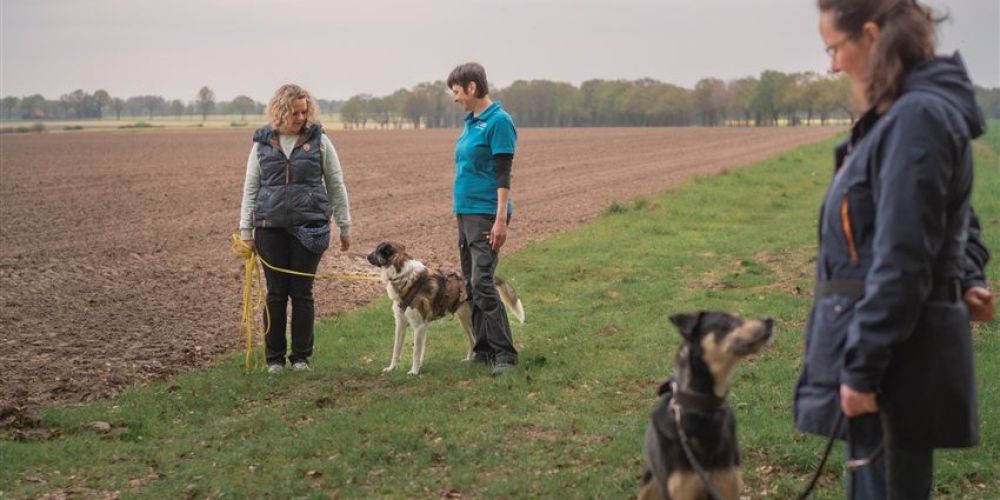 Dein Hundetrainer Coach - Seminare und Weiterbildung - Teaserbilder für Blogbeiträge 